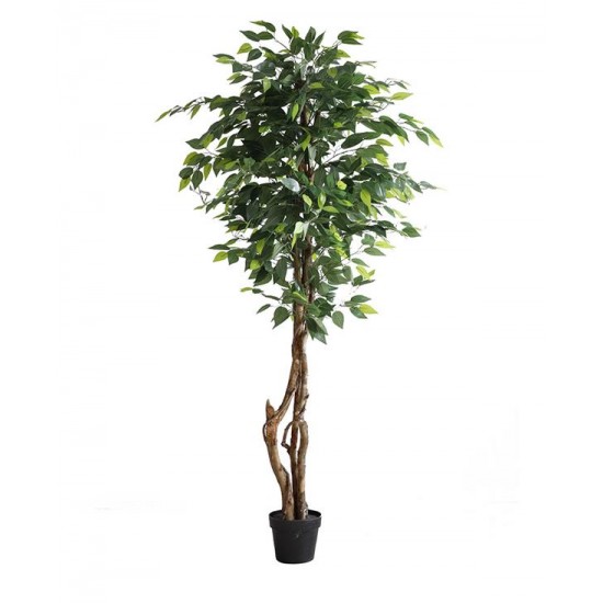 FICUS TREE NP5209_180  ΥΨΟΣ 180cm NewPlan