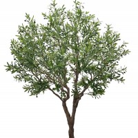 OLIVE TREE NP496_240_UV ΥΨΟΣ 240cm NewPlan