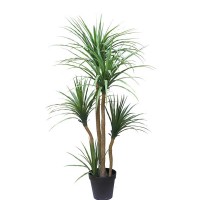 DRACAENA  NP_28_155  ΥΨΟΣ 155cm NewPlan