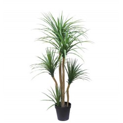 DRACAENA  NP_28_155  ΥΨΟΣ 155cm NewPlan