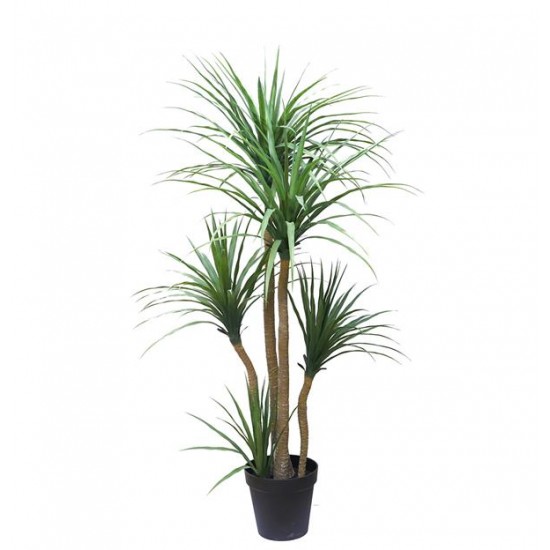 DRACAENA  NP_28_155  ΥΨΟΣ 155cm NewPlan