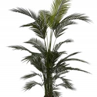 PALM TREE  NP160_210_UV  ΥΨΟΣ 210cm NewPlan