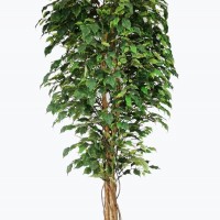 FICUS TREE NP230_210_UV  ΥΨΟΣ 210cm NewPlan