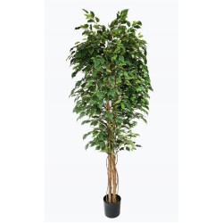 FICUS TREE NP230_210_UV  ΥΨΟΣ 210cm NewPlan