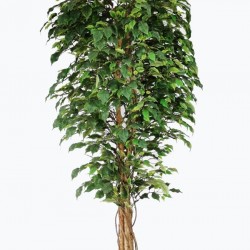 FICUS TREE NP230_210_UV  ΥΨΟΣ 210cm NewPlan