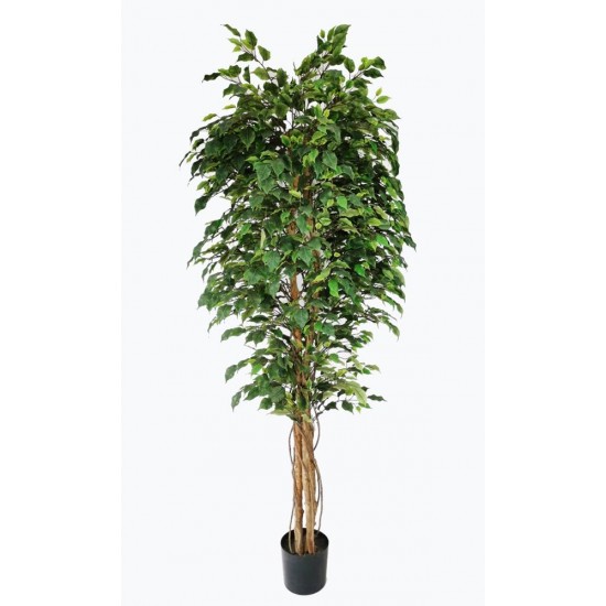 FICUS TREE NP230_210_UV  ΥΨΟΣ 210cm NewPlan