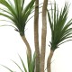 DRACAENA  NP_28_155  ΥΨΟΣ 155cm NewPlan