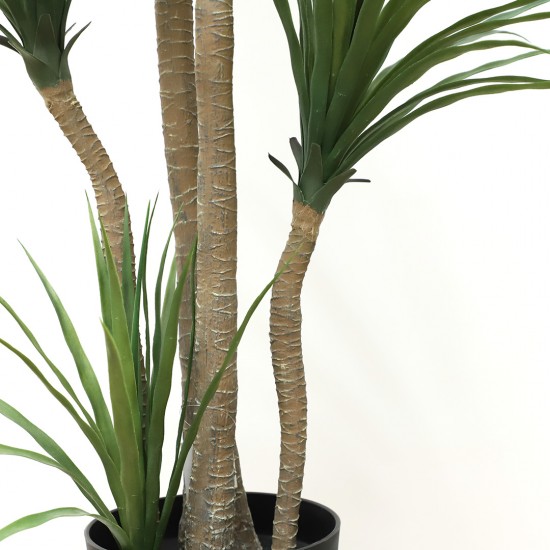 DRACAENA  NP_28_155  ΥΨΟΣ 155cm NewPlan