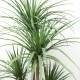 DRACAENA  NP_28_155  ΥΨΟΣ 155cm NewPlan